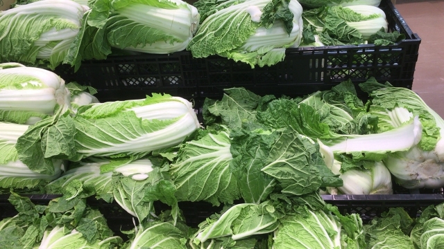 輸入白菜の販売価格
